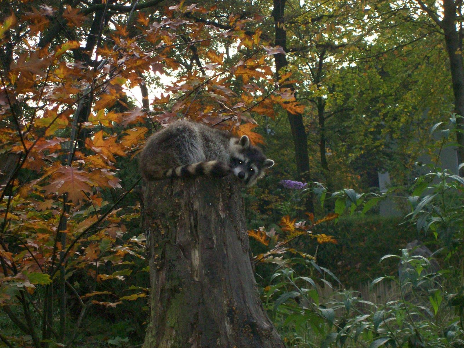 Zoom 18.10.2008-010.jpg